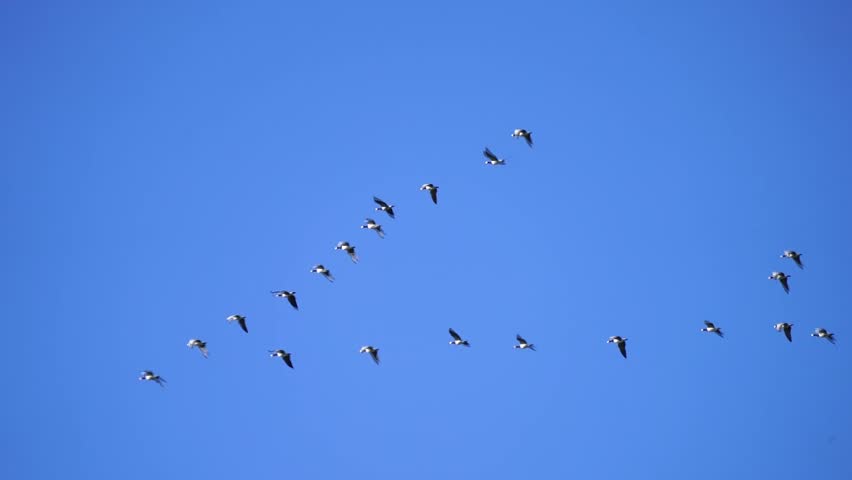 Canadian geese under a blue sky in a typical formation.