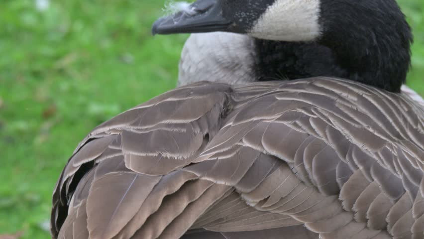 Canada Goose (Branta canadensis) in closeup preening its wing feathers. October, Kent, UK (Half speed) 