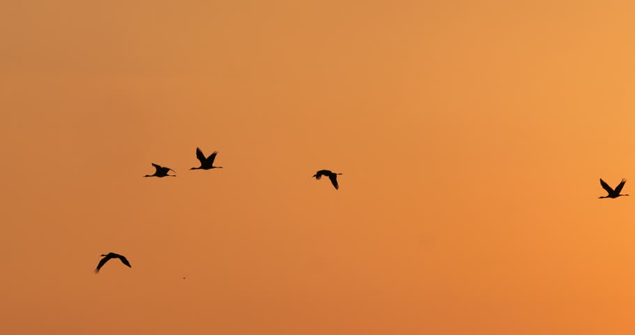 Group of cranes flying on morning sky