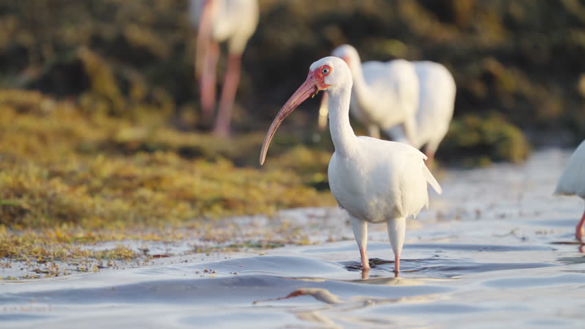 White Ibis Walking in Water and Feeding with Flock by Seaweed