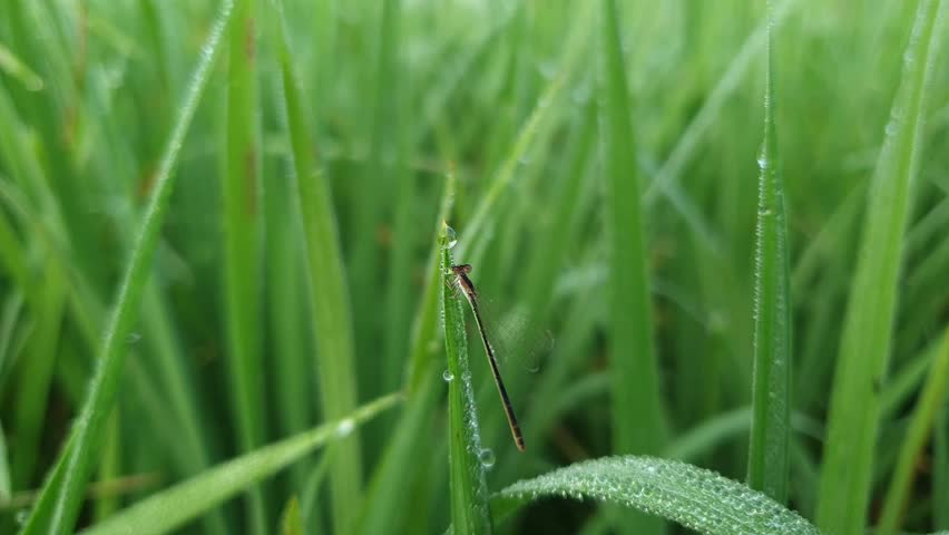 Damselfly Resting on Dewy Morning Grass - Close-up Macro Shot