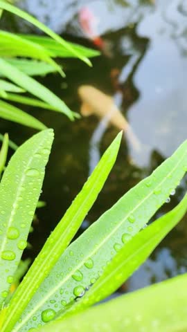 Vibrant Colorful Koi Fish Swimming in Clear Garden Pond with Lush Green Aquatic Plants and Beautiful Reflections.