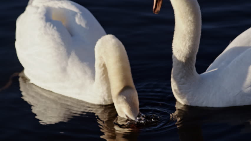 Golden morning light illuminates swans moving in slow motion on a pond.