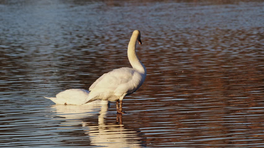 Dawn light shimmers over swans captured in slow motion on a still pond.