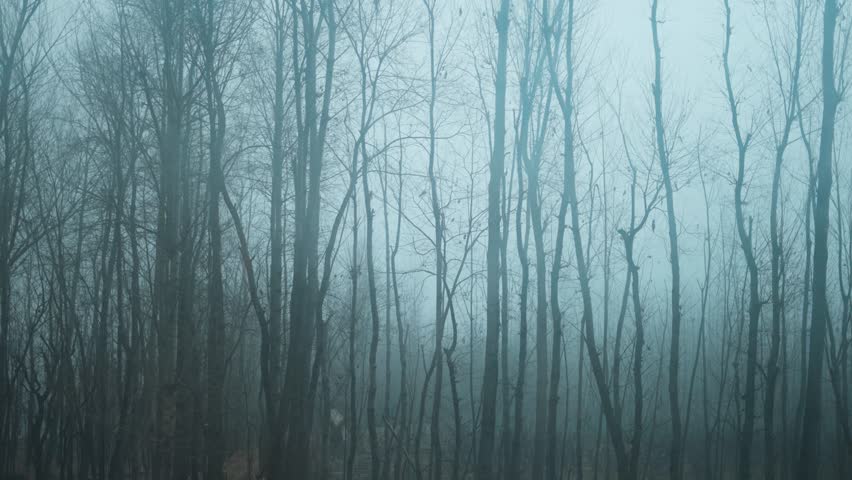 4K shot of dry trees covered with fog as seen from moving car at Kashmir, India. Winter morning views with foggy weather. Bare branches trees in winter. Branch pattern texture. Nature background.