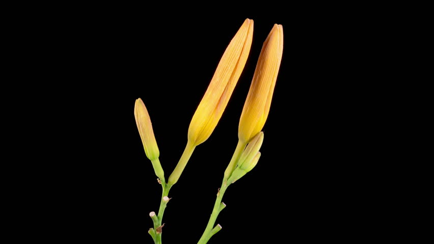 Orange Lily Blossoms. Time Lapse of Opening Beautiful Orange Lily Flowers. Black Background. 4K.
