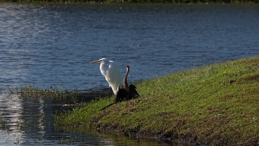 Great egret and anhinga by a lake