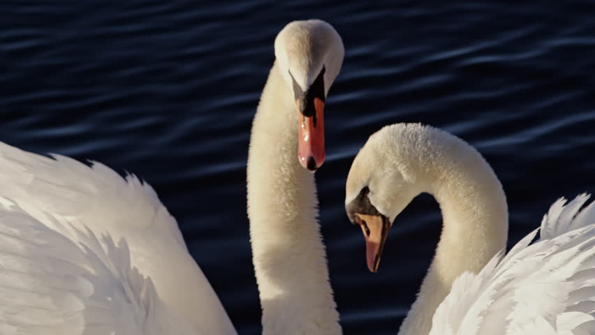 Swans move in elegant slow motion over calm dawn waters.