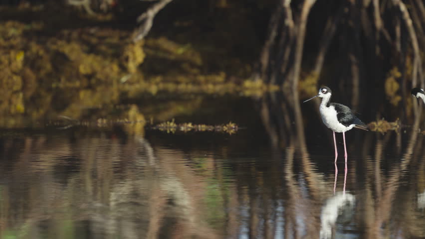 Black Necked Stilt Rousing Shaking and Ruffling Feathers in Water by Mangroves and Seaweed 2