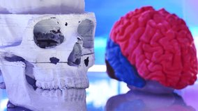 3D printed skull and human brain model illustrating anatomy at an exhibition - Powered by Shutterstock - Get 15% off with code: PIKWIZARD15