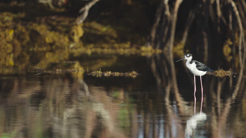 Black Necked Stilt Preening Feathers in Water by Mangroves and Seaweed 4