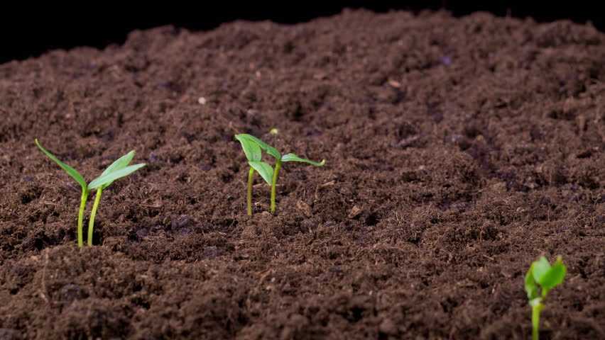 Beautiful Time Lapse of Growth Sweet Bell Peppers Plants Against a Black Background. 4K.