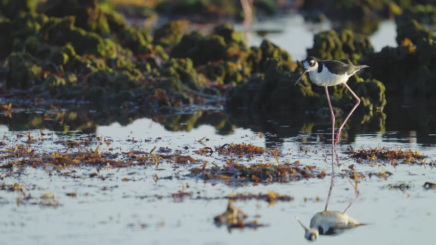 Black Necked Stilt Feeding in Seaweed Water by Rocky Reef