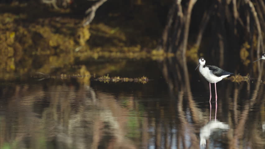 Black Necked Stilt Preening Feathers in Water by Mangroves and Seaweed