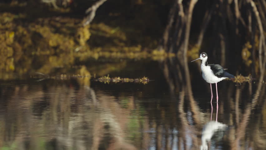 Black Necked Stilt Rousing Shaking and Ruffling Feathers in Water by Mangroves and Seaweed