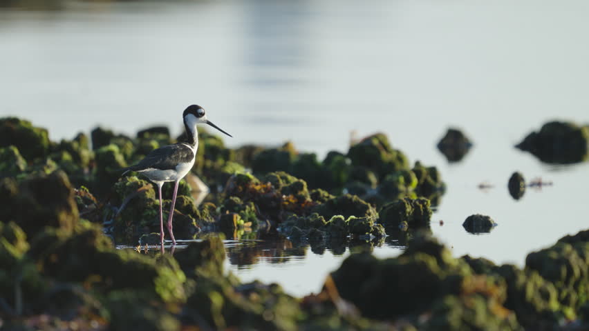 Black Necked Stilt in Water by Rocky Reef
