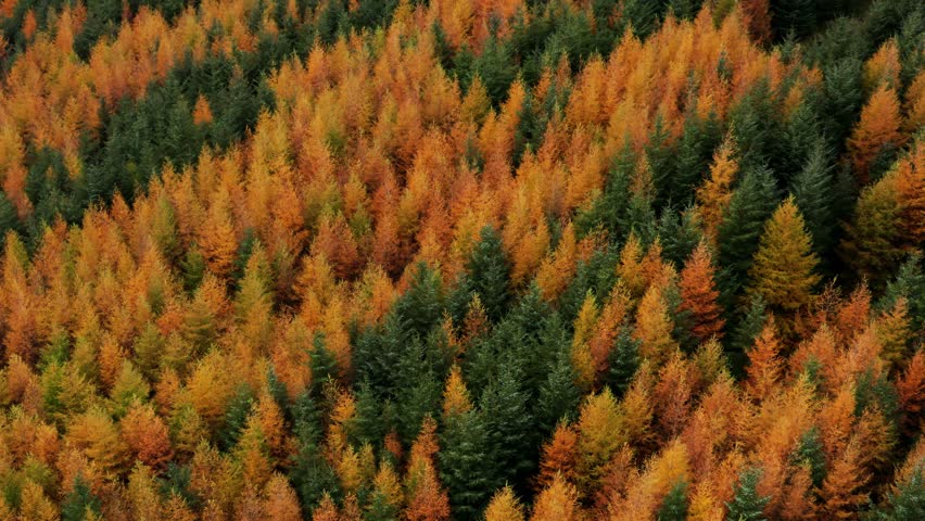Aerial view of the forest canopy with orange larch and evergreen spruce trees in Wicklow, Ireland