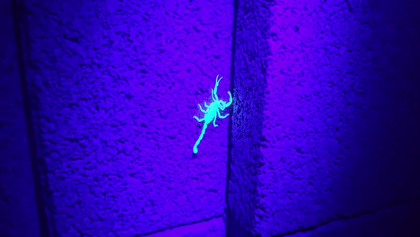 Scorpion glowing bright blue under UV black light as it crawls into a crack on a typical Arizona home, a striking nighttime desert wildlife scene. 14928  	
