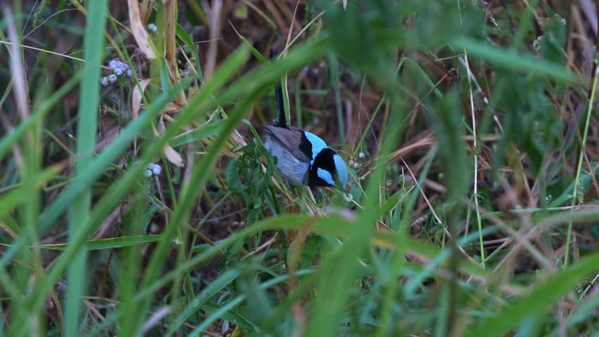 Close-up shot of a male Superb Fairywren (Malurus cyaneus) with blue plumage, perched on a branch, foraging for food and flitting around.