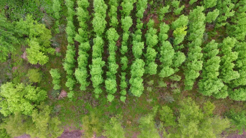 Overhead drone shot showing vertical rows of young Eucalyptus trees and green foliage in the Paraná Delta.