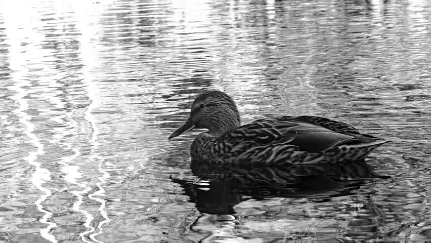 Black-and-white video of ducks swimming on the surface of a pond in a summer park