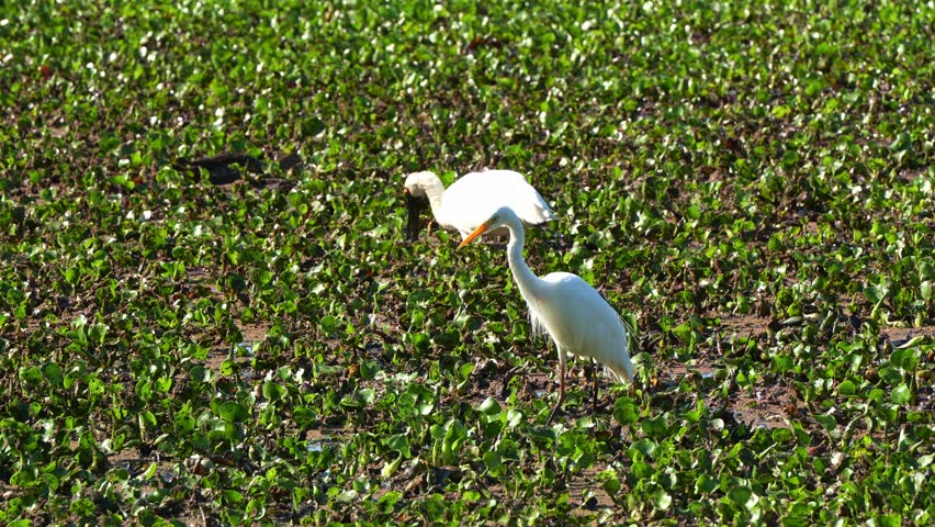 A cattle egret, a royal spoonbill and a pacific black duck foraging for food in the wetland filled with dense aquatic plants, close up shot.
