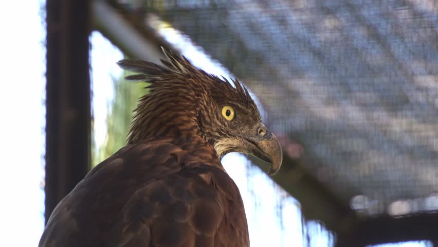 A Philippine hawk-eagle (Nisaetus philippensis) in captivity, close up shot.