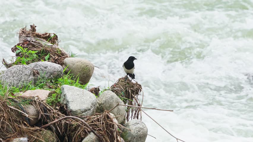 Magpie Perched on Flood Debris Looking Out Over Raging River