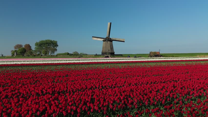Aerial view of a rustic windmill standing tall amidst vibrant tulip fields, creating a beautiful contrast of colors and textures, Ursem Gem Schermer, North-Holland, Netherlands.