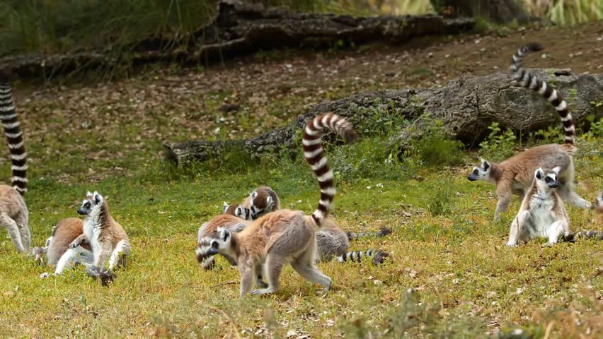 A breathtaking 4K videography showcasing a beautiful group of wild animals living freely in nature’s stunning landscapes.