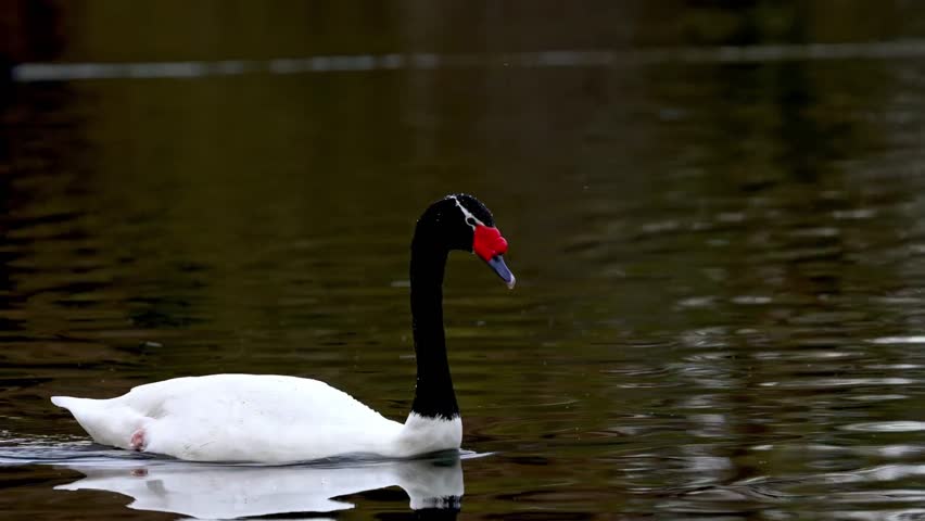 🦆 Duck Swimming in Lake | 4K Ultra HD Nature Videography