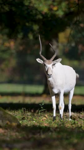 Portrait of a female Addax standing and observing in a plain on the edge of the forest. Addax nasomaculatus, Réserve de la Haute-Touche, Azay le Ferron, Indre 36, région Centre, France, Europe