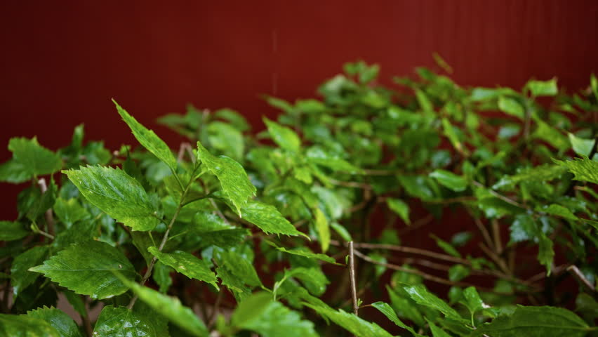 Lush green leaves in focus against a vibrant red background outdoors.