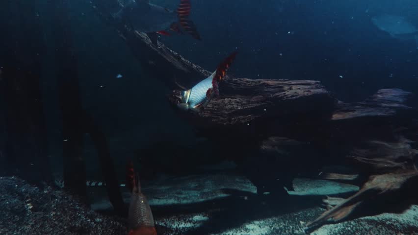 An underwater view of marine life swimming through the exhibits at the Vancouver Aquarium, located in Stanley Park, Vancouver, British Columbia, Canada.
