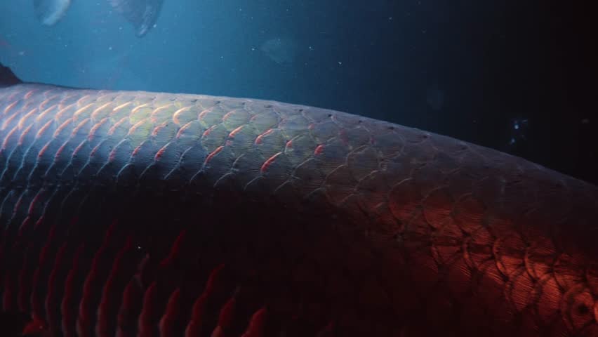 A close up shot of a giant Arapaima fish (Arapaima gigas), also known as pirarucu, swimming slowly in an aquarium.