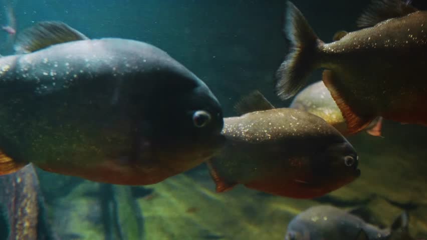 A close up shot of several red bellied piranhas (Pygocentrus nattereri) swimming in a freshwater aquarium. The fish have a dark, shimmering body with a distinct red tint on their undersides.