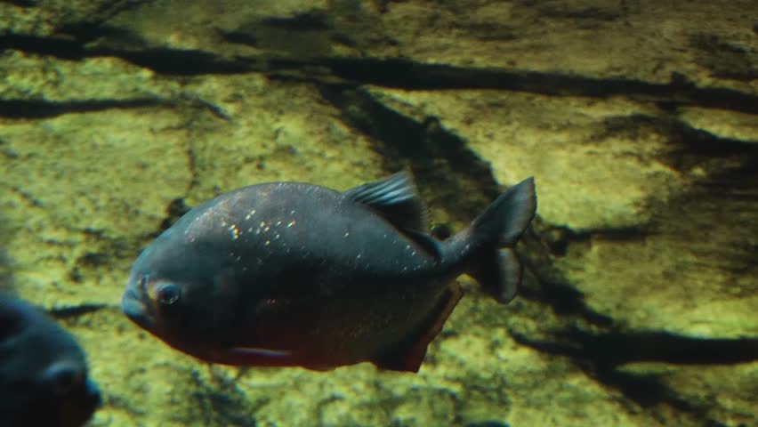 A close up shot of a Red bellied piranha (Pygocentrus nattereri) swimming gracefully in an aquarium. The fish
