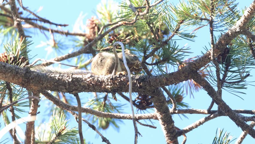 Douglas squirrel (Tamiasciurus douglasii) eating a cone high in a western white pine tree in Sierra County, California, within a mountain forest habitat.