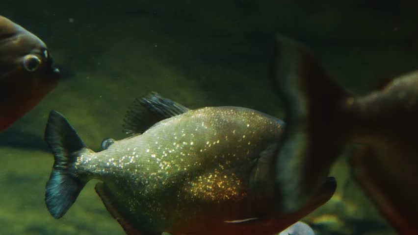 Footage of a school of red bellied piranhas swimming in an aquarium. The fish have a silvery body with a reddish tint on their underside and are seen moving through murky green water.