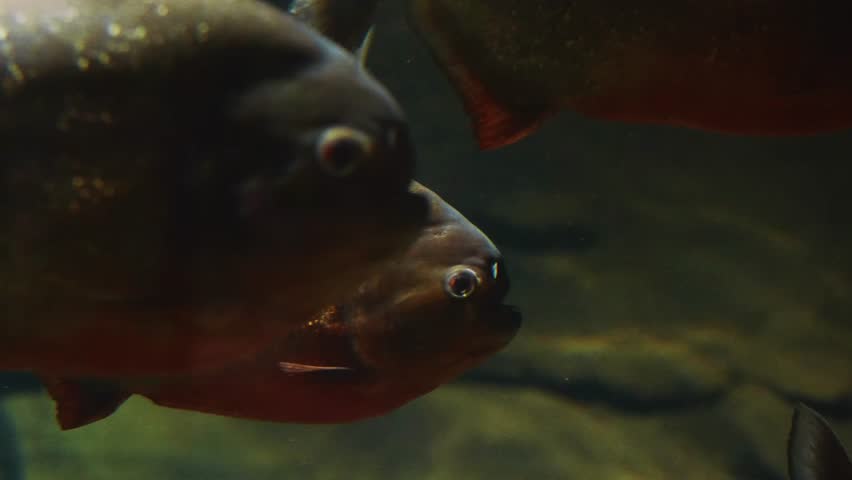 close up shot of two red bellied piranhas (Pygocentrus nattereri) swimming calmly in a freshwater aquarium tank.