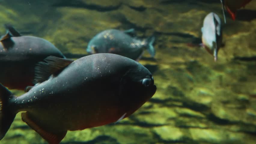 A close up shot of a school of red bellied piranhas (Pygocentrus nattereri) swimming gracefully in the clear water of an aquarium. The fish, with their distinctive dark bodies and reddish undersides,