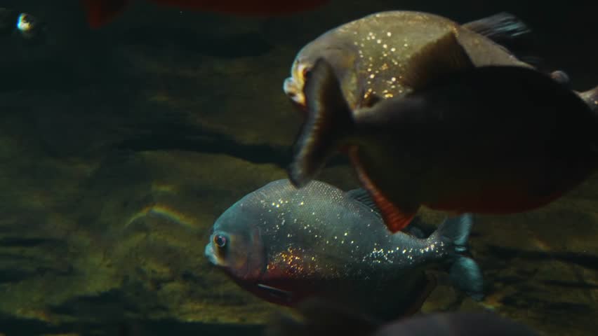 A close up shot of several red bellied piranhas (Pygocentrus nattereri) swimming calmly in a freshwater aquarium with a dark background. The fish have silvery scales with a subtle golden sheen and are