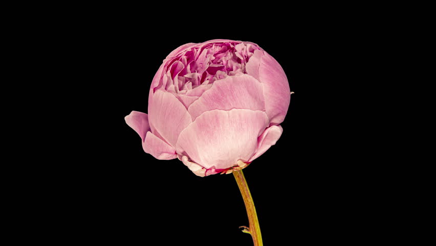 Pink Peony Blooming in Time Lapse on a Black Background. Tender Flower Moving Petals Close Up While Blossoming