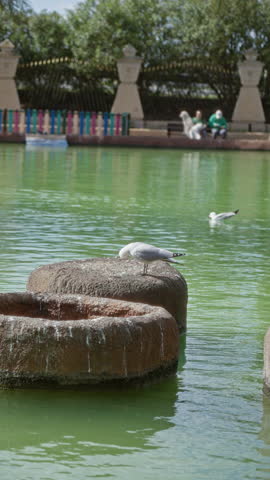 Seagull perched on fountain in sunny outdoor park with colorful fence, while people relax by edge of vibrant green water, capturing a peaceful nature moment.