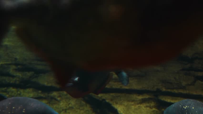 A close up shot of a red bellied piranha (Pygocentrus nattereri) swimming in a dark, freshwater aquarium. The fish