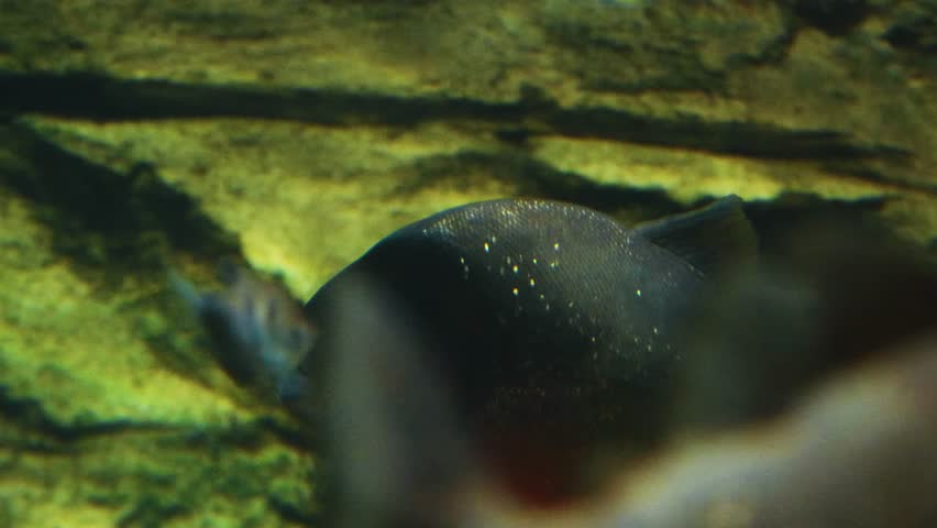 A close up shot of a Red bellied Piranha (Pygocentrus nattereri) swimming calmly in an aquarium tank. The fish