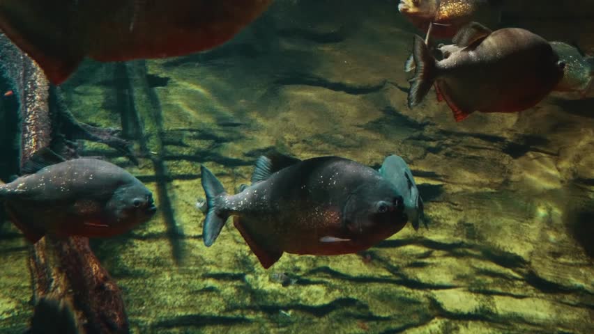 A group of red bellied piranhas (Pygocentrus nattereri) swim in a freshwater aquarium. The fish are seen in their habitat, with lush green plants and a rocky bottom.