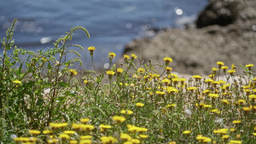 Yellow flowers bloom by the blue ocean in sunny torrevieja, spain, showcasing the vibrant seaside flora against a rocky mediterranean backdrop, capturing the essence of nature
