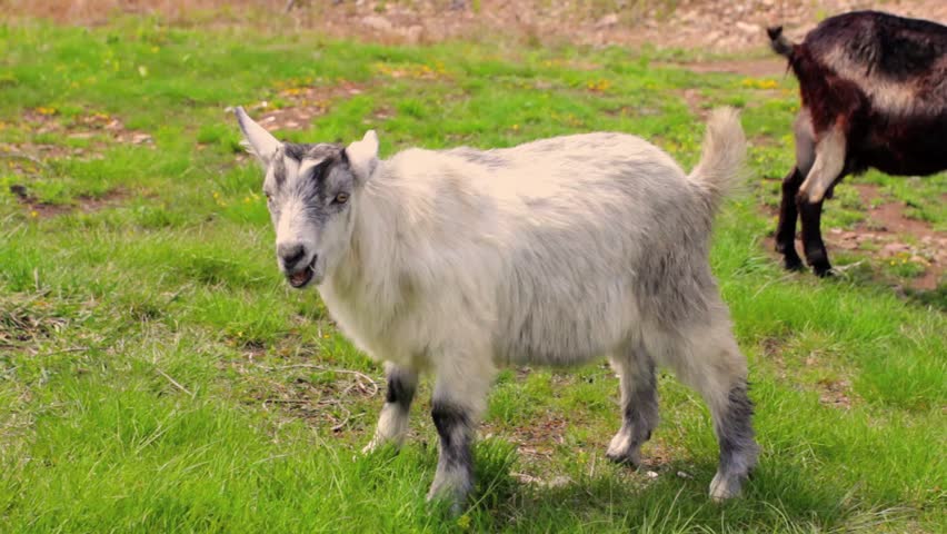  goat grazing on a field