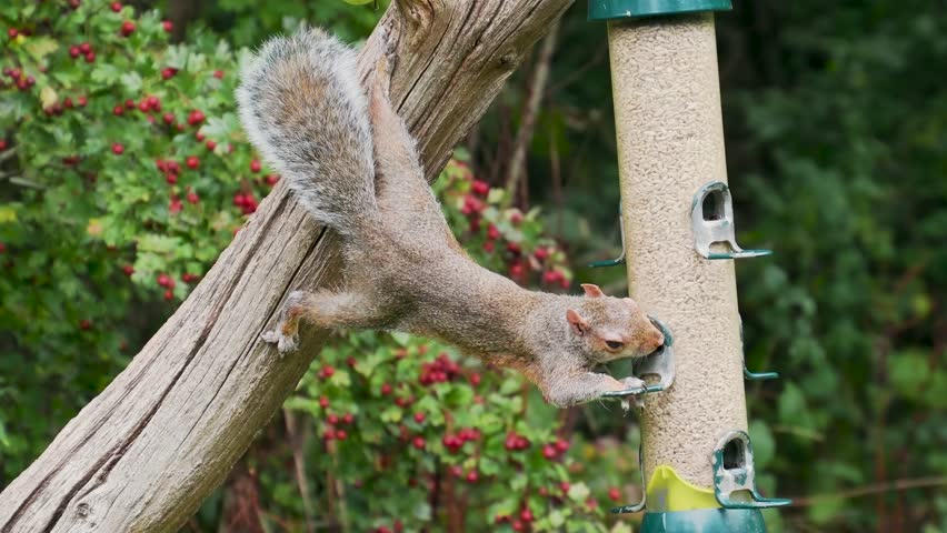 Grey Squirrel feeding on a Bird Feeder